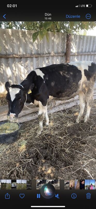 simmental cinsi: Dişi, Holsteyn, il: 1, Damazlıq, Südlük, Ünvandan götürmə