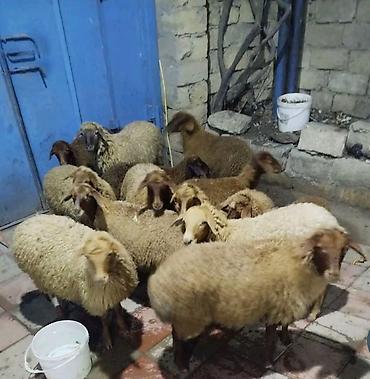 13 dene quzu satılır biri erkekdi qalanı dişi, qiyməti 215 manat kom lalafo.az -da 13 dene quzu satılır biri erkekdi qalanı dişi, qiyməti 215 manat kom