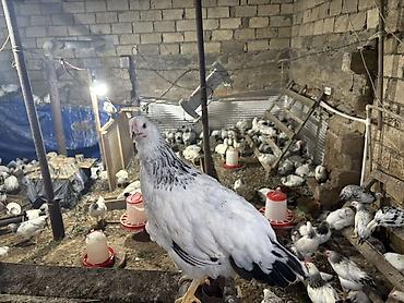 dark brama: Toyuq, Brama, Damazlıq, Ödənişli çatdırılma — 1