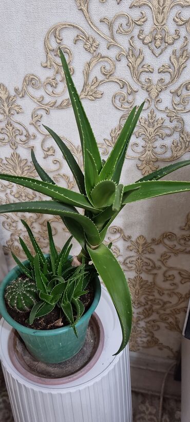декоративные деревья для дома купить: 📢 Продаю алоэ вера! 🌿 Полезное и красивое растение для дома 🪴 В