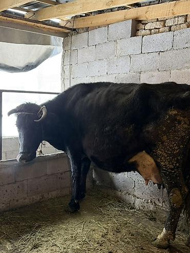 Коровы, быки: Продаю | Корова (самка) | Полукровка | Для молока | Привязанные — 3