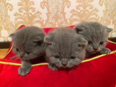 pisiklerin cutlesmesi: Şotland, Erkək, Dişi, Yaxşı əllərə, Ünvandan götürmə