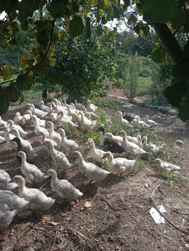Inəklər, öküzlər: Məhsul: Ördek sürüsü (mülard tipli görünüş – ağ tüklü, arada qara
