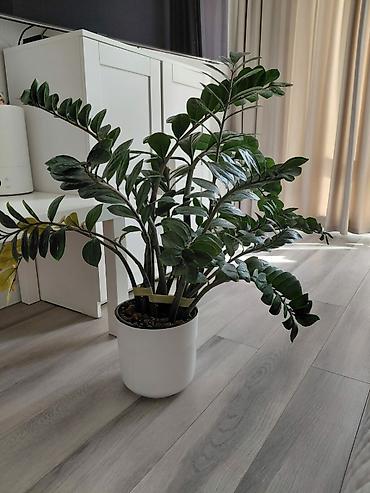 Замиокулькас (ZZ plant) в белом горшке - Крупное комнатное растение с