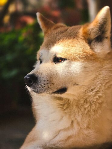 sahiblen: Akita-inu, 1 il, Erkek, Peyvəndli