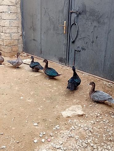 hind ordəyi: Hamısı lal ördəklərdi 7 ədəddir. ən az çəki vereni 2 kilodu.hamisi bir — 7