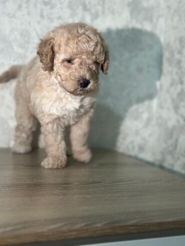 İtlər: Pudel, 2 ay, Peyvəndli — 6