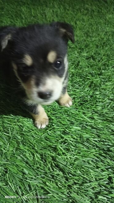 собака охотничий: Щенки небольшого размера - На фото два щенка с короткой пушистой