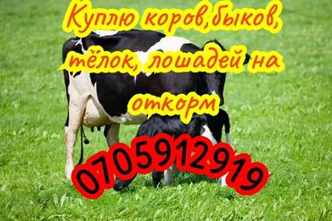 кормушка для коров: Куплю | Коровы, быки, Лошади, кони | Круглосуточно, На откорм, Самовывоз