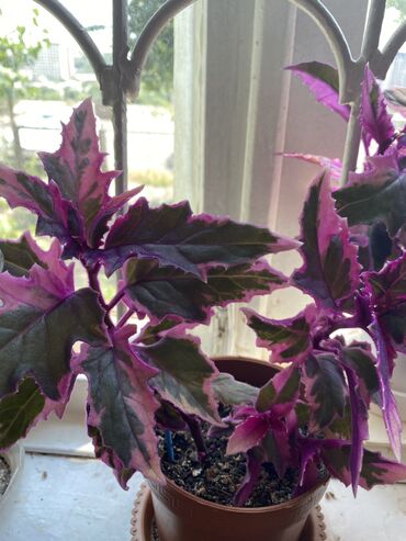 Фикусы: Продаю комнатные цветы, выращенные с душой, ухоженные и здоровые. В — 2