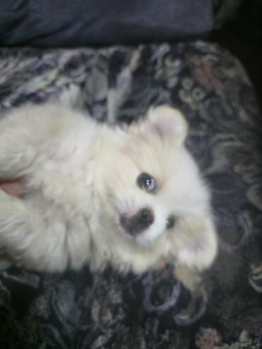 İtlər: Pekines, 2 ay, Dişi — 19