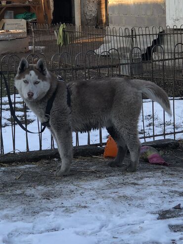 скот продаю: Лайка, 4 месяца, Самец, С прививкой