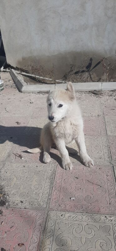 haski itlerin qiymeti: Самоед, 3 месяца, Самец, С прививками, Платная доставка, Самовывоз