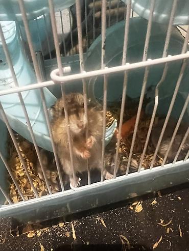 hamster: 7 ədəd hamster və qəfəs dəsti - Növ: xırda ev heyvanı (hamster) - — 6