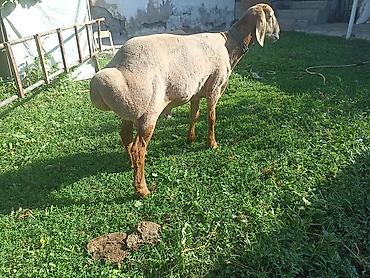 кролик белый: Продаю | Баран (самец) | Арашан — 5