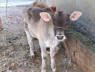 продаю музоо торпок корова самка бык самец айрширская ангус алатауская на забой для разведения на откорм племенные нетель привязанные: Продаю | Тёлка, Музоо, торпок | Швицкая | Для разведения | Искусственник