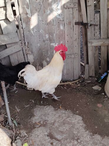 Xoruzlar: Ağ rəngli avstrolop xoruz - Rəng: krem-ağ tüklər, iri qırmızı daraq — 6