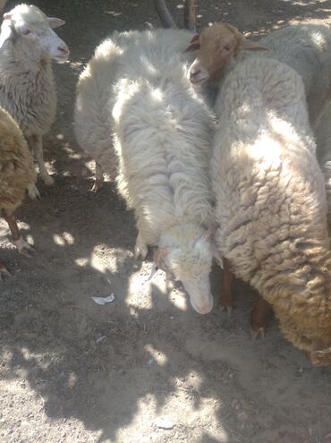 Digər heyvanlar: Qurbanlig Erkey quzu diri çəkisi 36 37 kilo olar qiyməti diri çəkisi