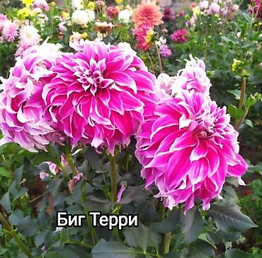 Другие садовые цветы и кустарники: Георгины — сортовые коллекционные. Подажа сортовых коллекционных — 8