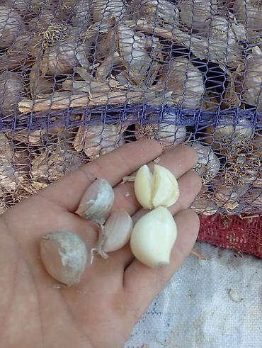 Продукты питания: Salam Yerli Sarımsağ Kilosu 1 manata Meşokdadır İrili xırdalı — 2