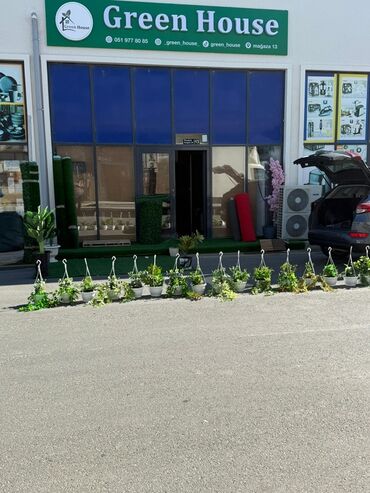 Otaq bitkiləri: Asma saksıda dekorativ yaşıl bitki - Ağ rəngli asma plastik saksı -da lalafo.az — 16 Otaq bitkiləri: Asma saksıda dekorativ yaşıl bitki - Ağ rəngli asma plastik saksı — 16