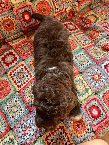 Psi: Nasa odgajivacnica lagotto romagnolo pasa A GANG OF LAGOTTA FCI 7244 — 14