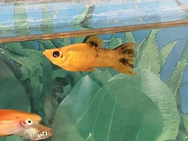 Balıqlar: Sülhsevər, Ünvandan götürmə — 2