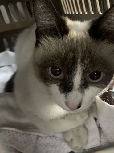 Отдам даром кошку: 9 месяцев, Девочка at lalafo.kg — 5 Отдам даром кошку: 9 месяцев, Девочка — 5