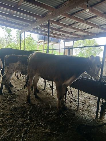Dana, buzov: 3 erkək 2 dişi dana — 18
