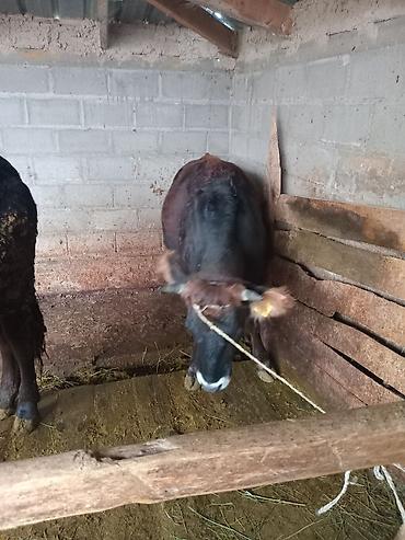 Коровы, быки: Продаю | Бык (самец) — 5