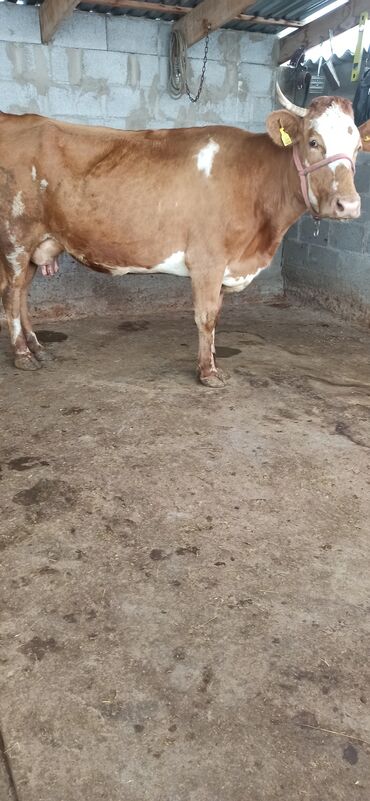 кролик декоративный: Продаю | Корова (самка) | Симментальская | Для разведения, Для молока | Племенные, Осеменитель, Стельные