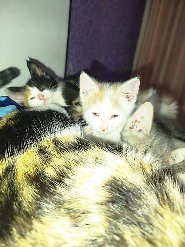 Отдам даром кошку: 3 месяца, Девочка — 4