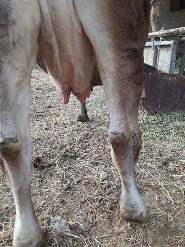 Продам с/х животных: Продаю | Корова (самка) | Алатауская | Для молока | Привязанные — 4