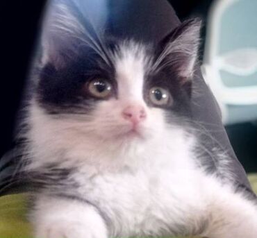 коты воители: Отдам котенка (мальчик) 2,5 месяца в добрые надежные руки. Звоните