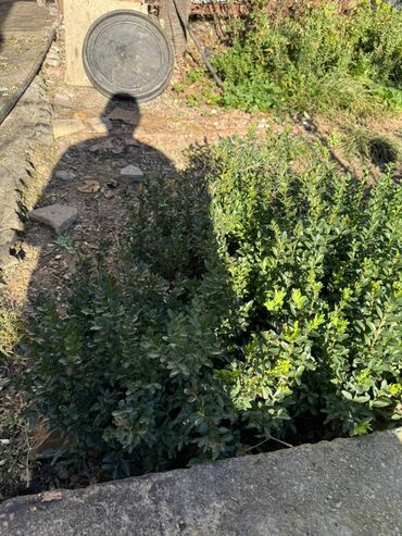 Şitillər: Şimşir tingləri satıram. Onlar dekorativ haşiyələr, hedcinqlər və — 26