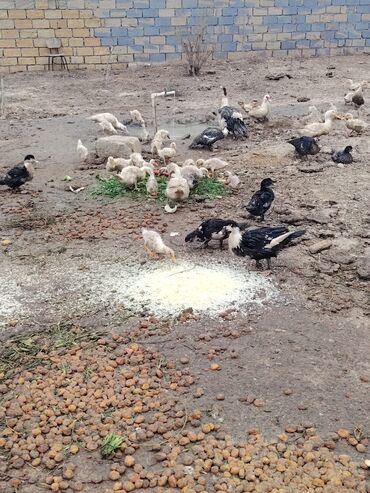 Ördəklər: Səsli Pekin ördək balaları və lal ördək balaları 1 ay, 40, 60, ve 80 -da lalafo.az — 3 Ördəklər: Səsli Pekin ördək balaları və lal ördək balaları 1 ay, 40, 60, ve 80 — 3