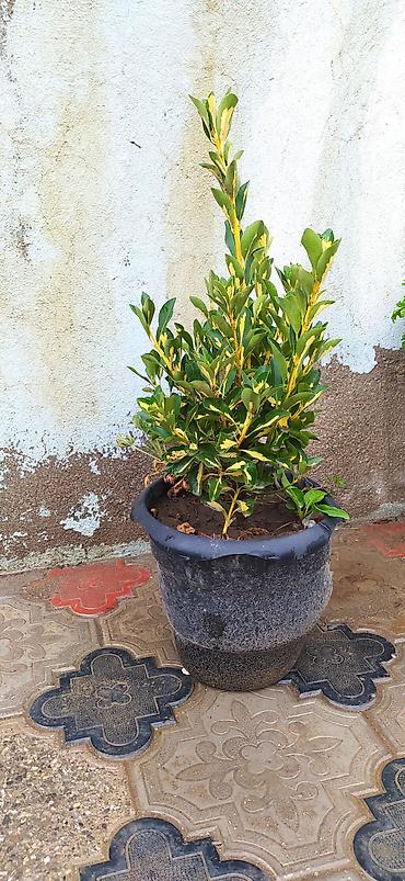 col bitkiləri: Bəzək kolu – Euonymus (qızılı-yaşıl yarpaqlı sortlar) - Saksıda — 5