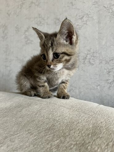 британская короткошёрстная кошка: Беспородная, 1 месяц, Девочка