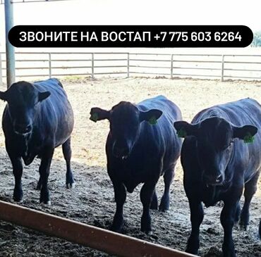 красный ангус: Продаю | Корова (самка), Бык (самец), Тёлка | Ангус, Герефорд, Голштин | На откорм, На забой, Для разведения | Племенные, Нетель