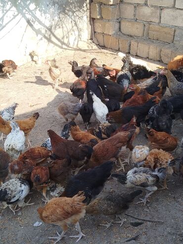 kənd çolpaları: Kənd çolpası istəyən yazsın