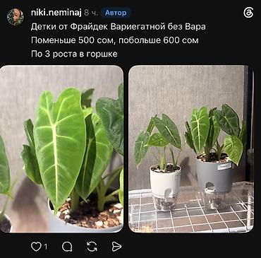 Фикусы: Внимание, освобождаю полки. Фикусы, сингониумы, Филодендроны детки — 35
