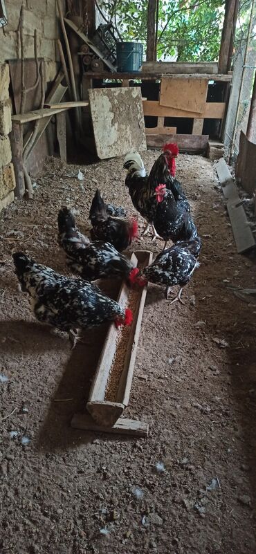 sort pişiklər: Toyuq, Damazlıq