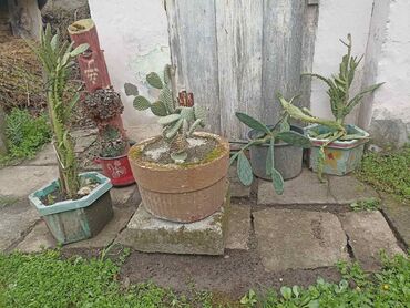 Vaze i saksije: Bоја - Zelena, Novo na lalafo.rs — 7 Vaze i saksije: Bоја - Zelena, Novo — 7