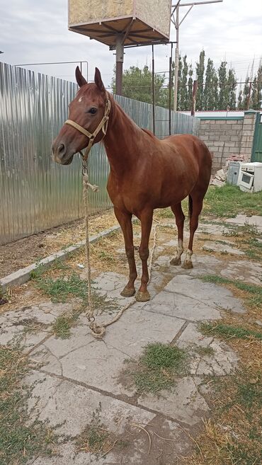 Лошади, кони: Продаю | Кобыла (самка) — 4