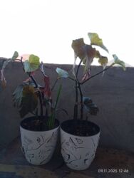 меняю на скот: Распродажа комнатных цветов!