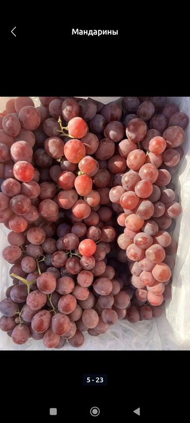 Мандарины: Мандарины Оптом — 1