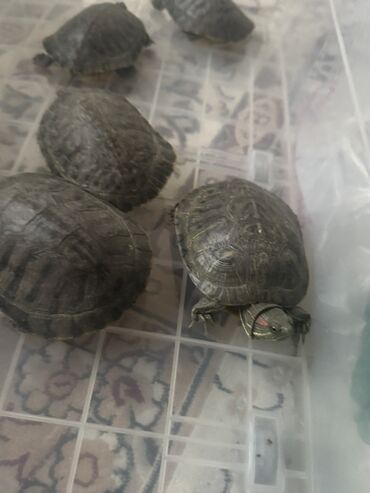 Другие животные: АКЦИЯ❗️❗️❗️ПРОДАЕМ ЧЕРЕПАХ ПО САМЫМ НИЗКИМ ЦЕНАМ❤️❤️❤️ — 11