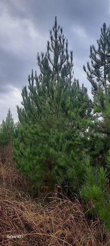 Tinglər: Eldar wami ve kiparis pramida isdenilenn sayda ve olcude var qiymet — 3