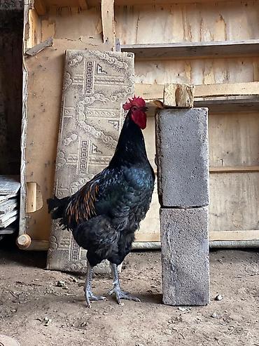 Куры, петухи: Продаю | Петух | Для разведения at lalafo.kg — 3 Куры, петухи: Продаю | Петух | Для разведения — 3