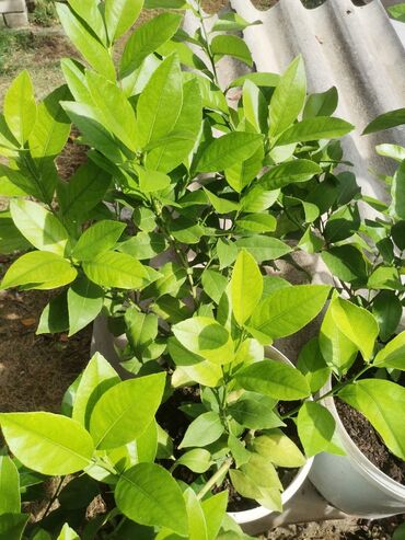 Limun: Stablo limuna, sa plodom, u cvetu. vise komada — 6